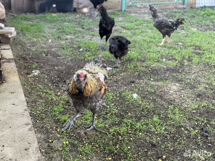 Петухи гергебильские