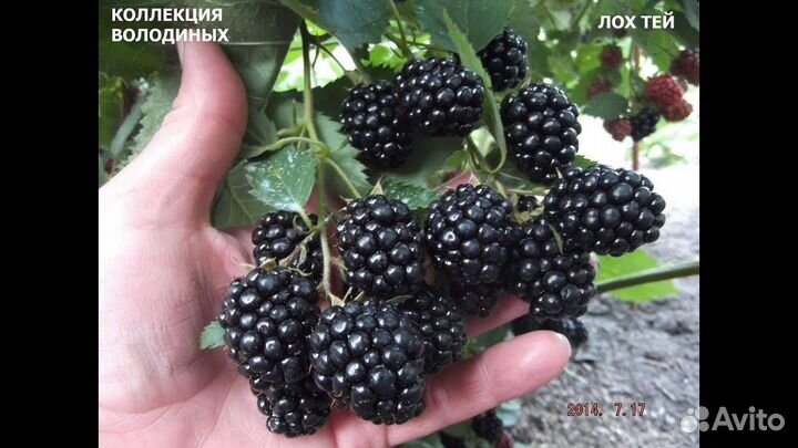 Ежевика Лох Тэй саженцы