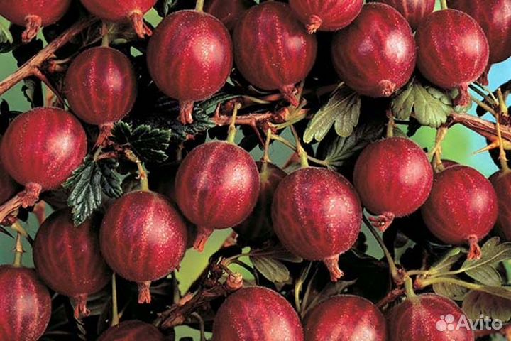 Саженцы смородины и крыжовника