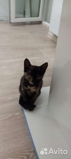 Кошка 3 месяца