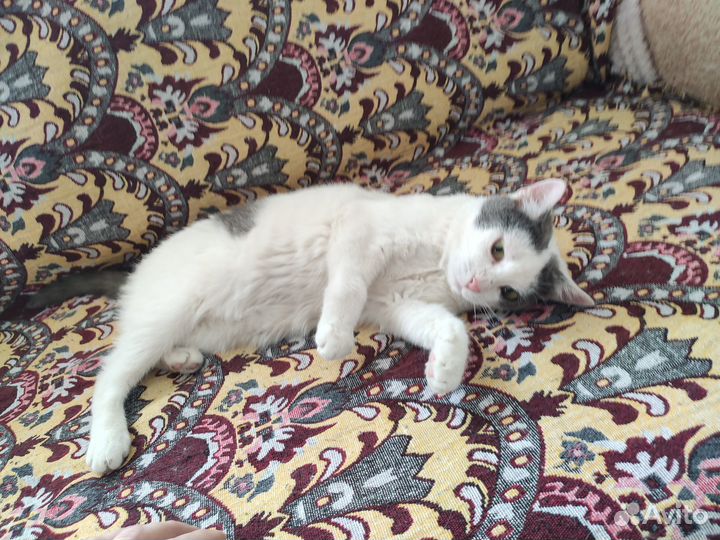 Кошки в добрые руки бесплатно