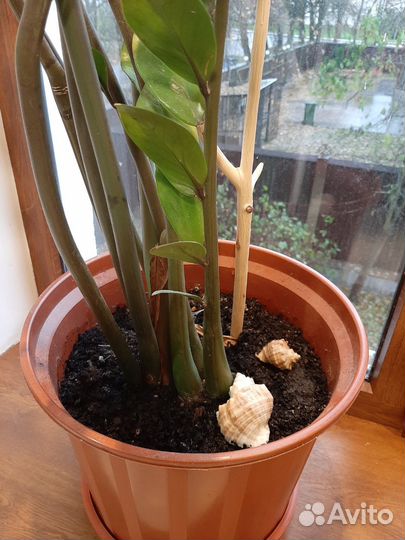 Замиокулькас