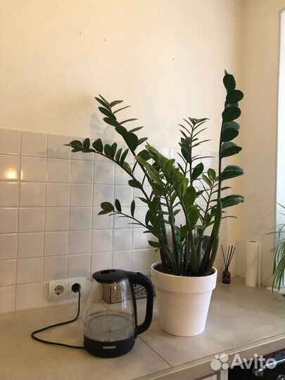 Комнатные цветы