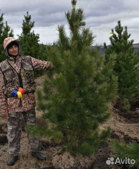 Сибирский кедр экстра класс. Саженцы