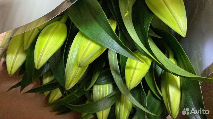 Лилия крупная срезка