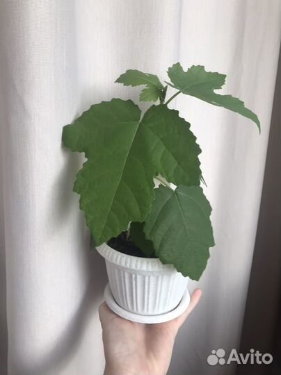 Инжир комнатный плодоносящий