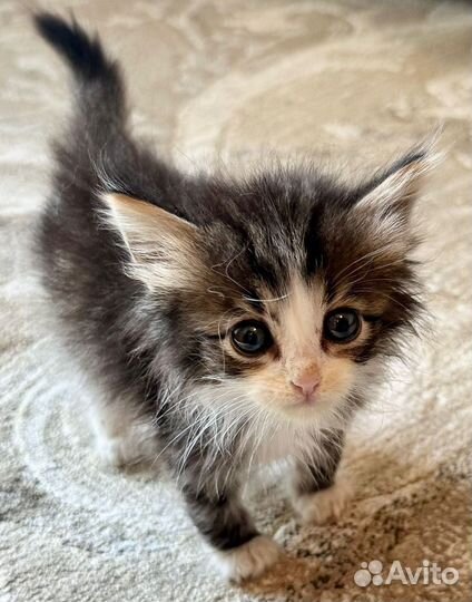 Котенок мальчик в добрые руки