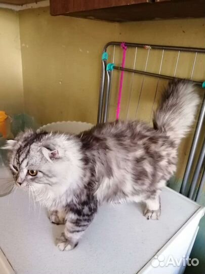 Шотландский котик в дар