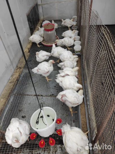 Мясо бройлера Курица домашняя парная куриное мясо