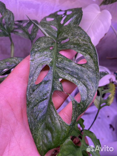 Монстера адансона минт monstera adansoni mint