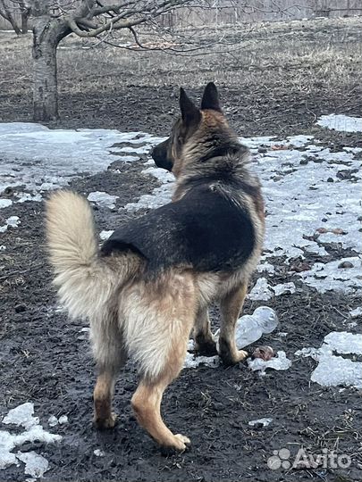 Собака немецкая овчарка