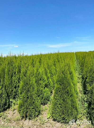 Туя Смарагд