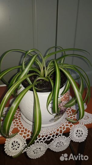 Хлорофитум кудрявый (