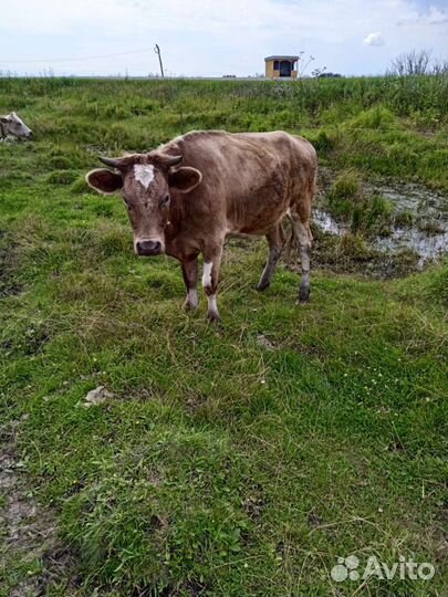 Корова телка