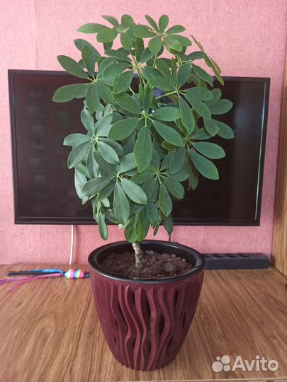 Комнатные цветы шефлера