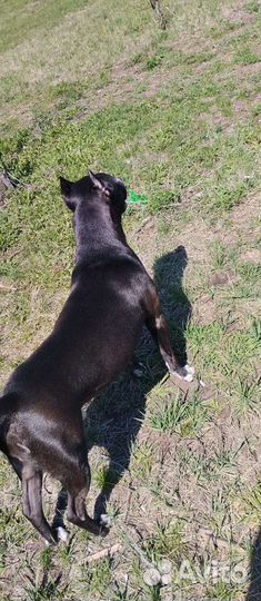 Питбультерьер