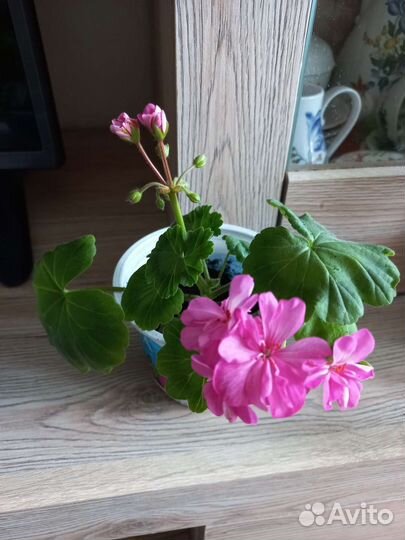 Герань розовая пеларгония