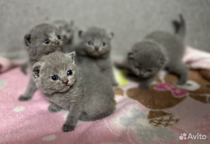 Шотландская