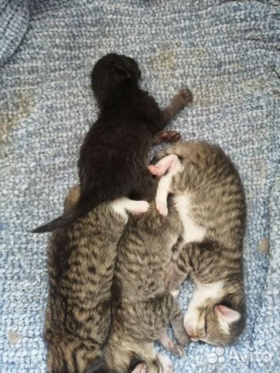 Котята от сибирской кошки