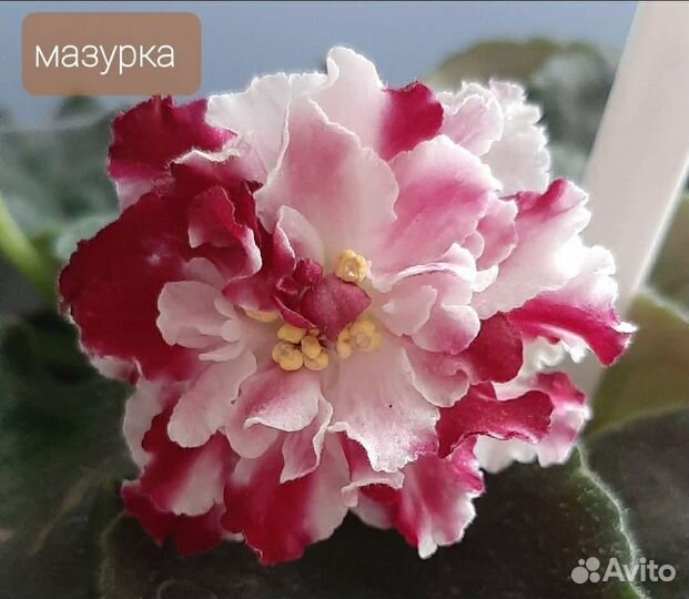 2.Сортовые фиалки