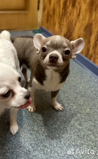 Чихуахуа вязка мини мальчик