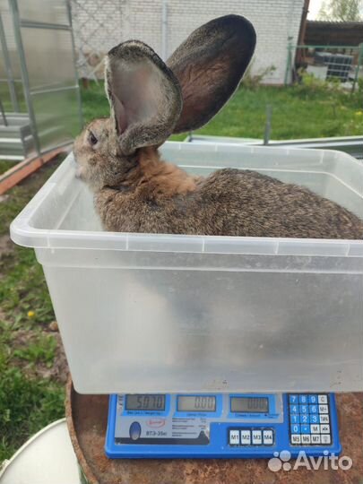 Кролики породы фландр
