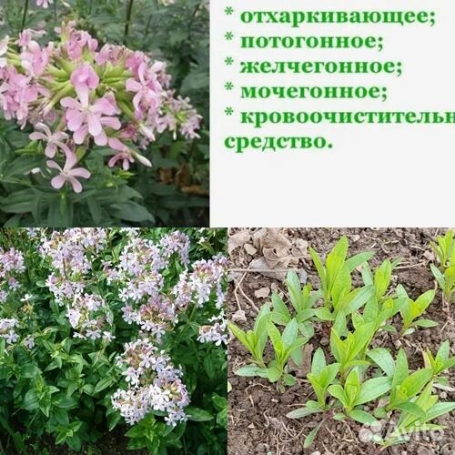 Многолетние растения