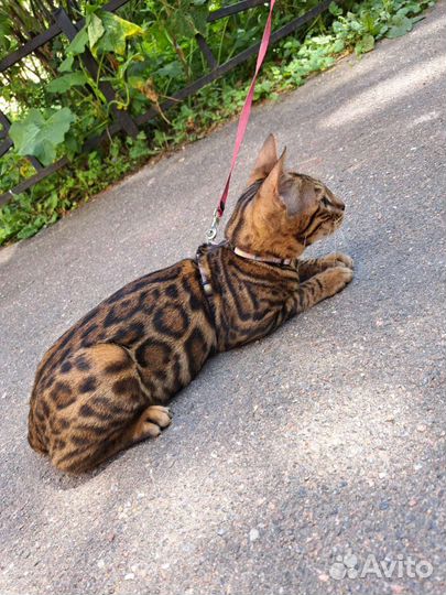 Бенгальская принцесса