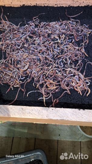 Червь дендробена