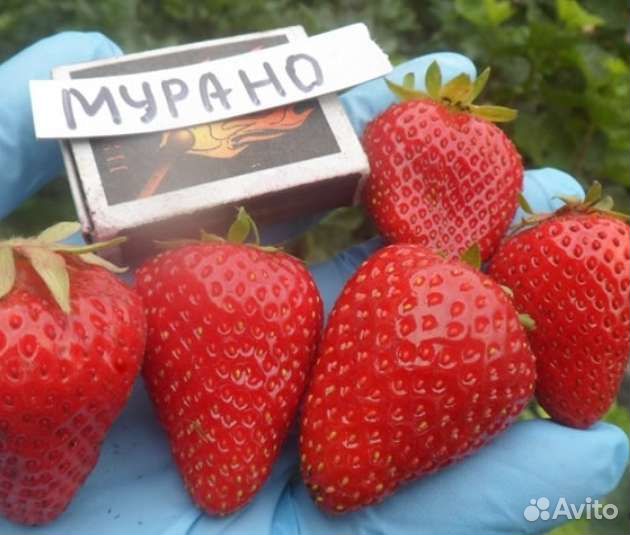 Клубника Mурано