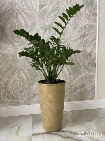 Замиокулькас