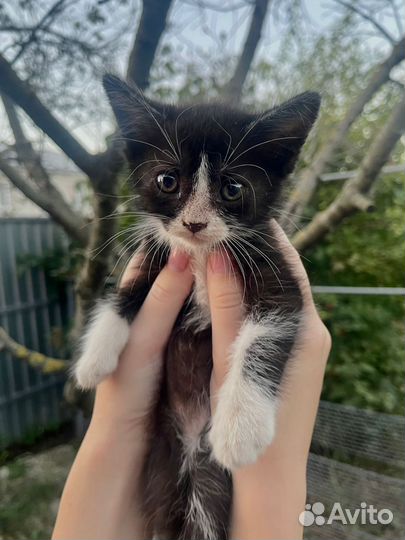 Котята бесплатно