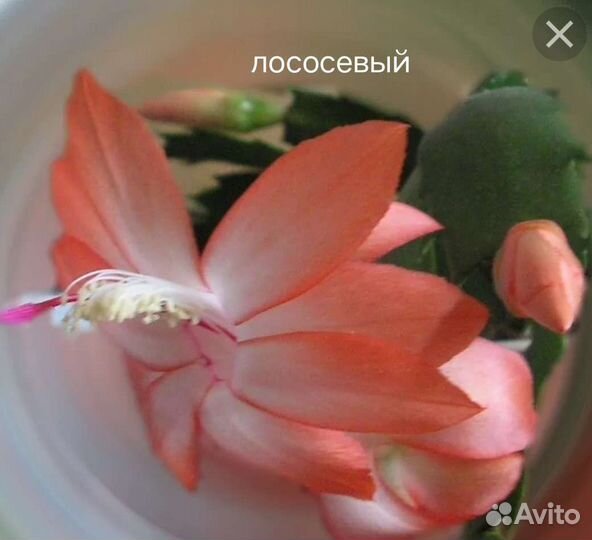 Декабристы шлюмбергера 10 видов