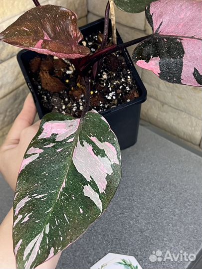 Филодендрон розовая принцесса марбл