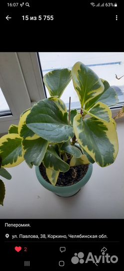 Комнатные растения