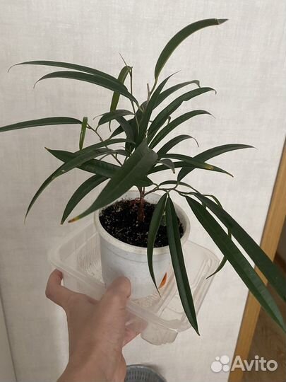 Фикус Али Биннендийка