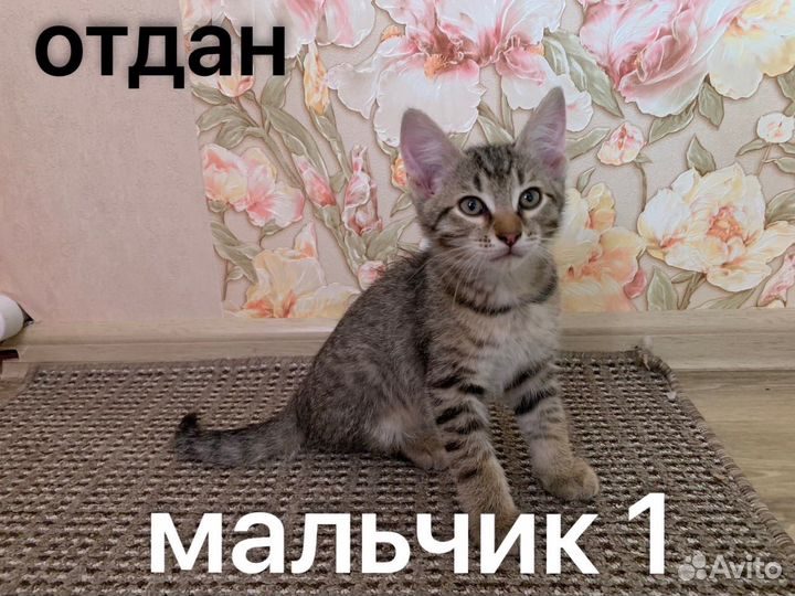 Котята в добрые руки