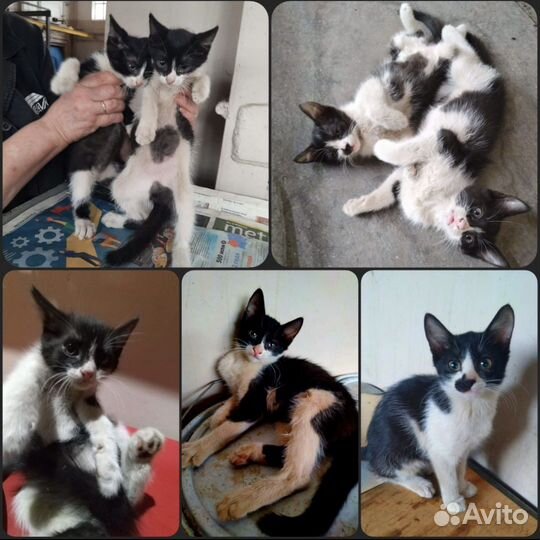 Пропадают котята на заводе, подарите дом