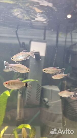 Аквариумные рыбки, креветки, цихлиды