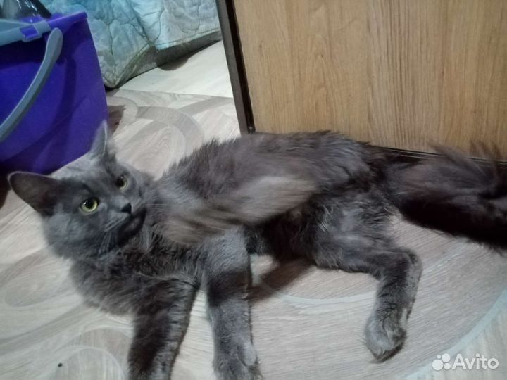 Кот в добрые руки