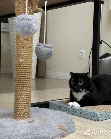 Кошки в добрые руки бесплатно