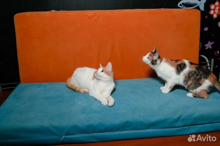 Котята ищут дом