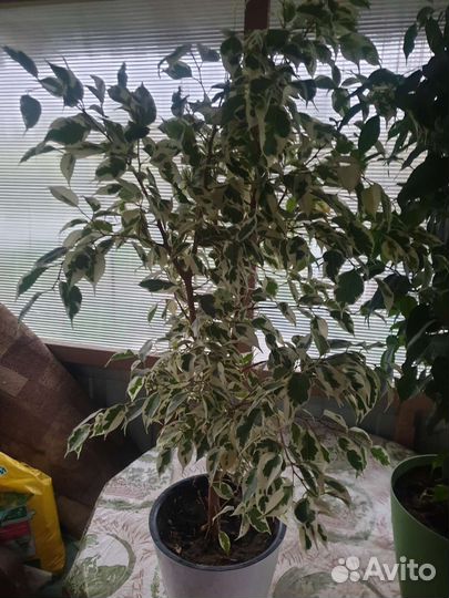Фикус бенджамина пестролистный