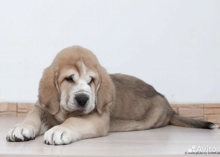 Щенки Алабая