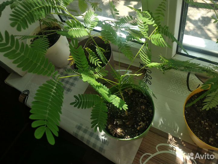 Альбиция ленкоранская