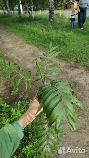 Пальма хамедорея