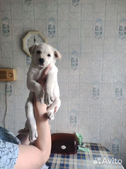 Отдам щенка в хорошие руки