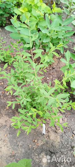 Спиреи Серая Флейм Вангутта