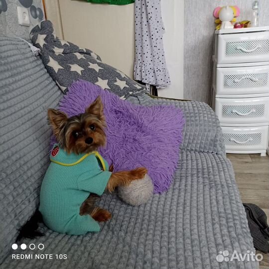 Йоркширский терьер