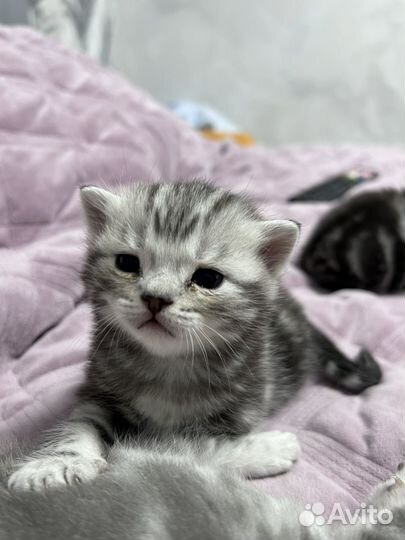 Шотландская